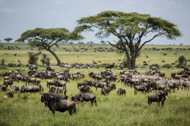 northern-tanzania_safaris