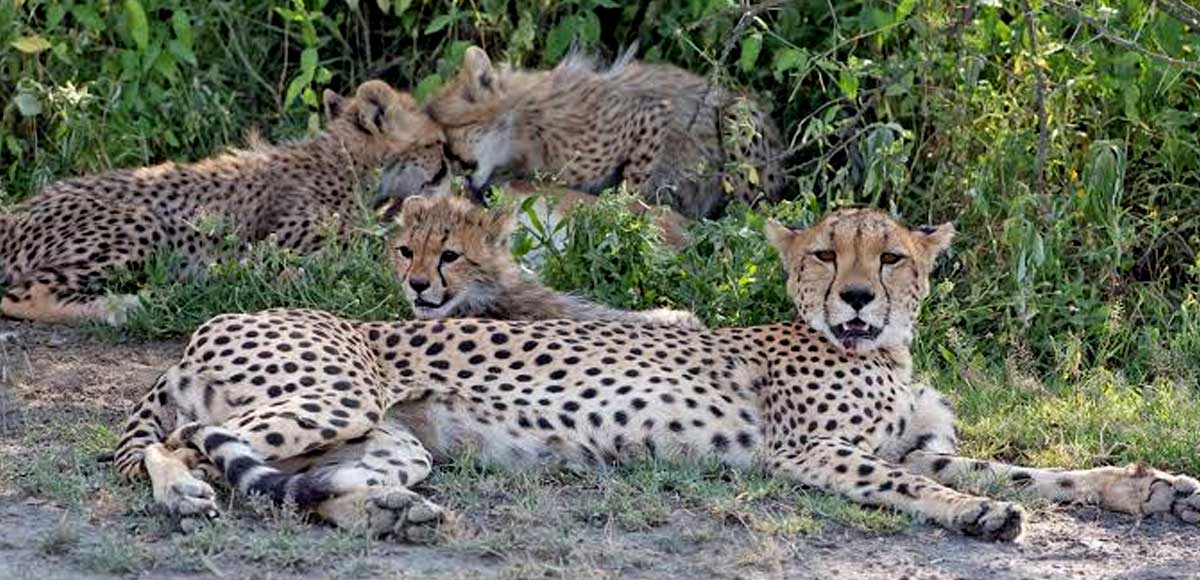 Tanzania-wildlife-safari